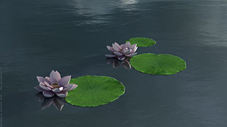 Modellazione animazione rendering 3D: fiori di loto 1