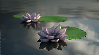 Modellazione animazione rendering 3D: fiori di loto
