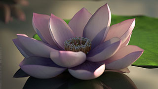 Modellazione animazione rendering 3D: fiori di loto, particolare