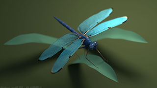 Modellazione animazione rendering 3D: libellula