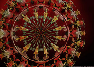 frattali 3D: mandala red